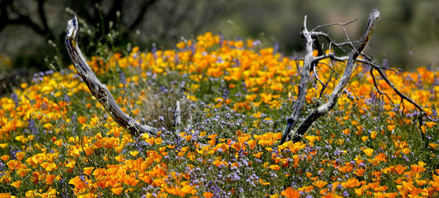 Southwest wildflowers