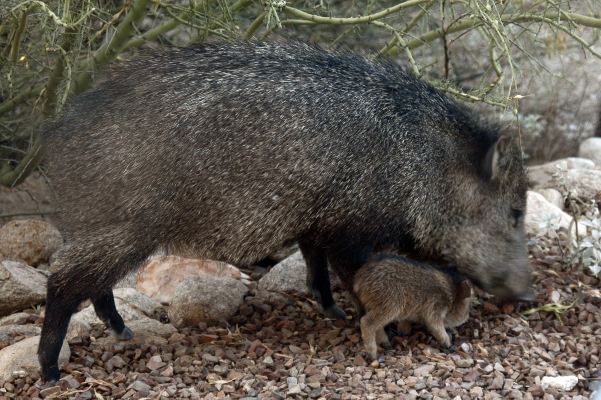 48 photos that prove javelinas are the cuties of the desert Outdoors