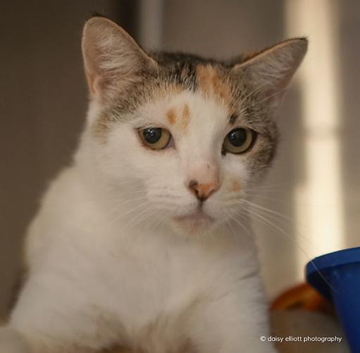 Adopt a friend: Lavelle