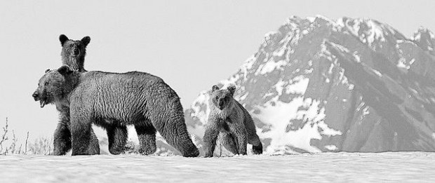 Glimpse Alaskan wildlife in comfort  