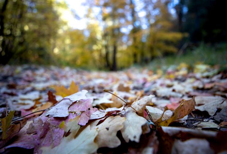 Fall colors on Mount Lemmon