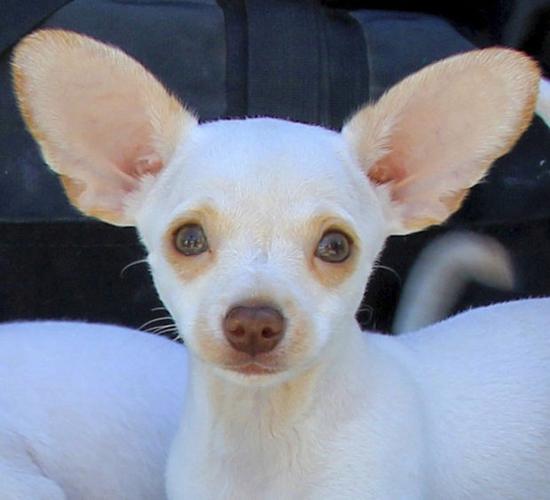 Take home Peter Rabbit