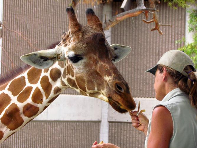 Reid Park Zoo giraffe