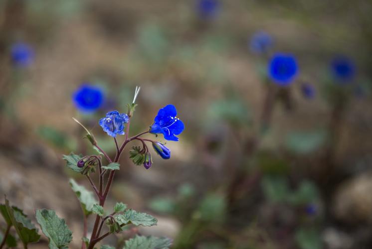 RilitoBend Neighborhood mosaic tile mural