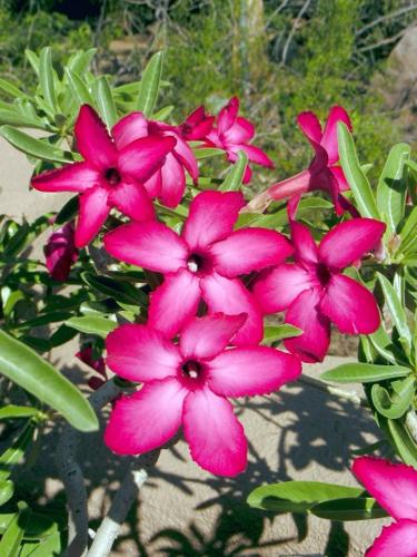 At this plant sale, you won't get the point   