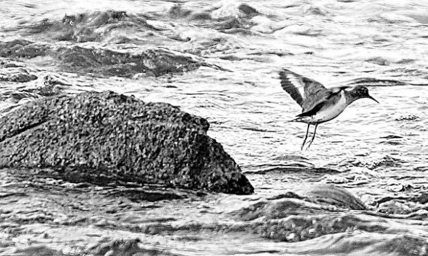 Santa Cruz is ruled 'navigable'  