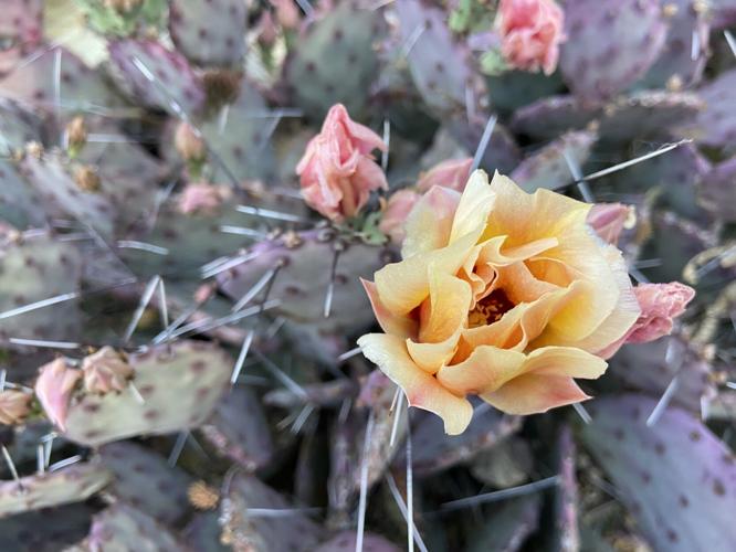 Cactus blooms