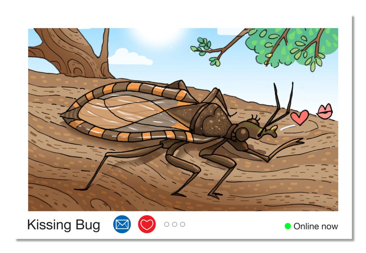 These Desert Bugs Are Looking For Love Tucson Life Tucson Com