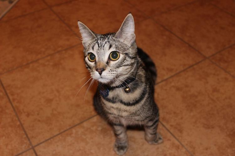 Despite rough start, kitten's enthusiasm knows no bounds