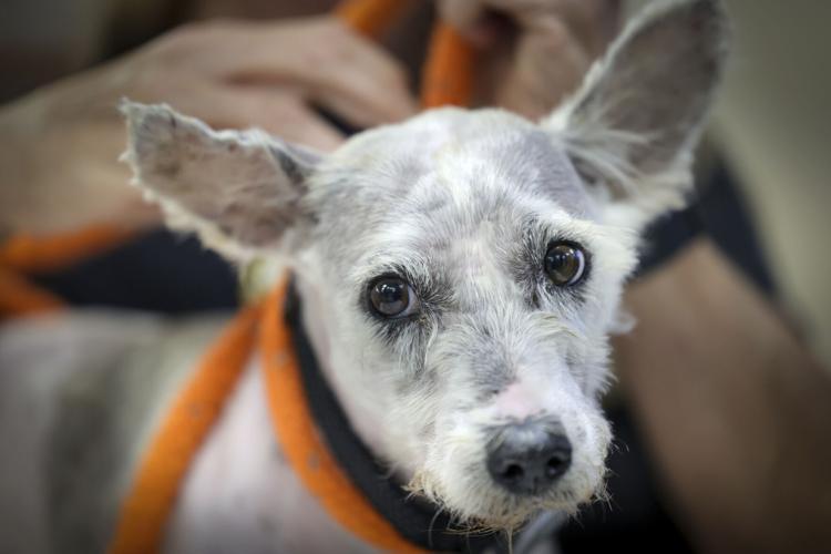 New Orleans Viral Fugitive Dog