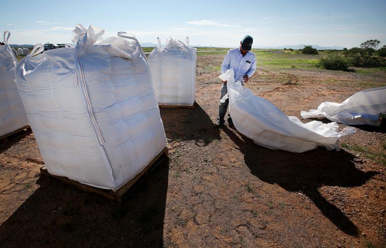 Frye Fire recovery on Mt. Graham