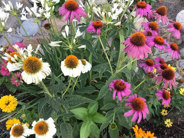 Coneflower_how-does-my-garden-grow-Aug.jpg