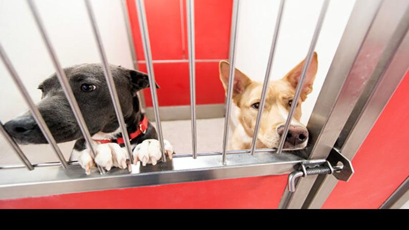 Crowded Pima Animal Care Center prepping for influx of dogs