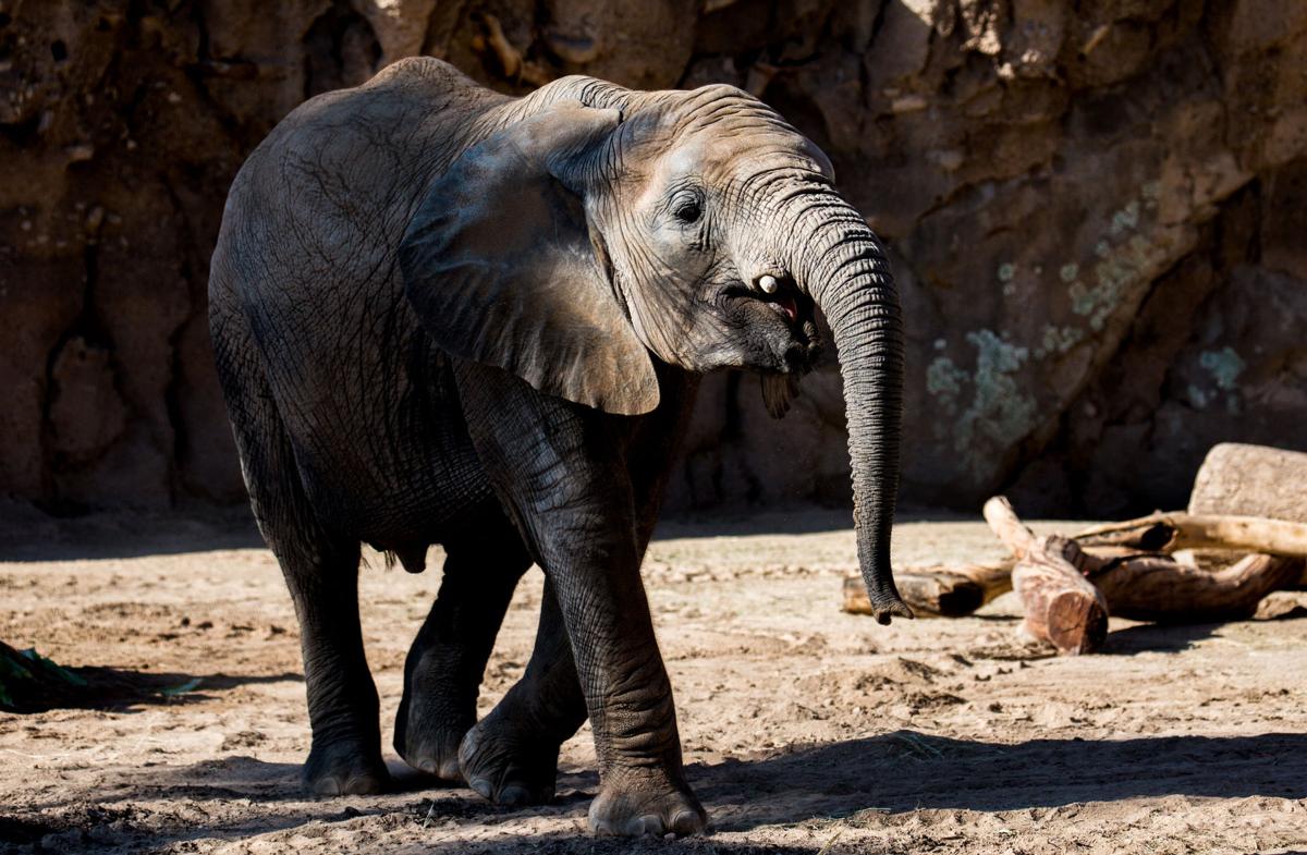 Nandi’s Muddy Birthday Bash (LE)