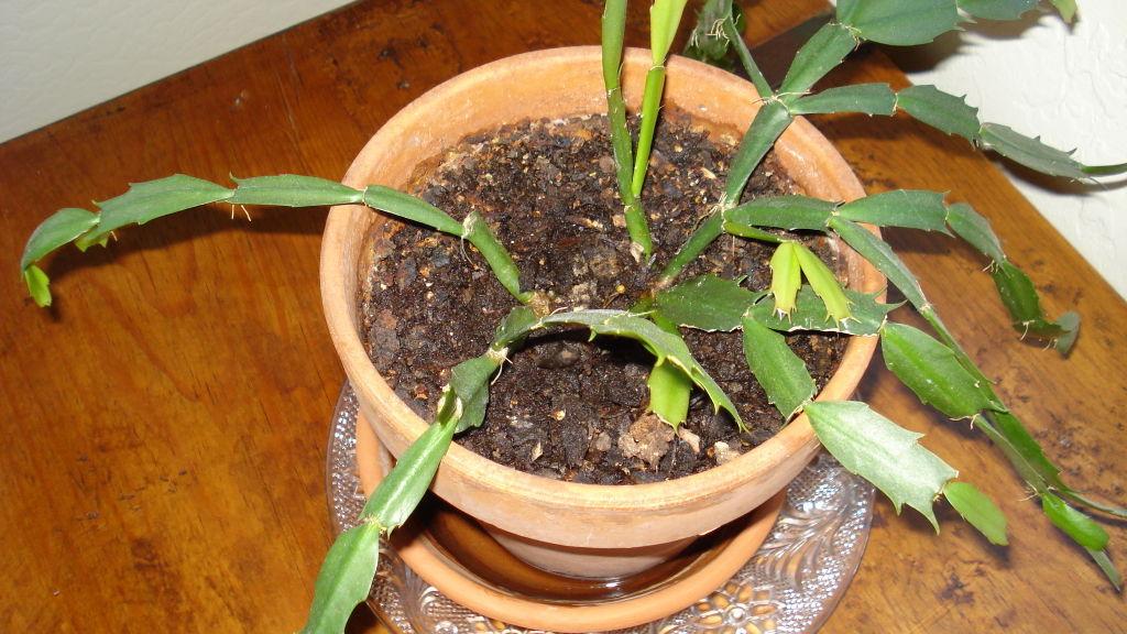 Solving the Case of the Non-Flowering Christmas Cactus