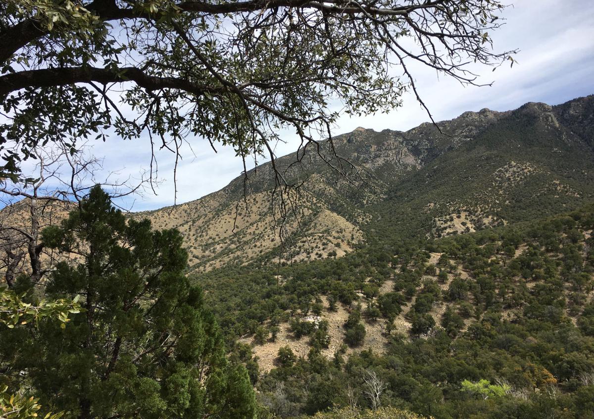 Madera Canyon