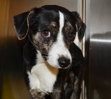 Adopt a friend: Shiloh