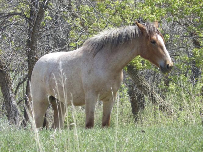 National Park Wild Horses
