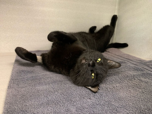 Adopt a friend: Aretha