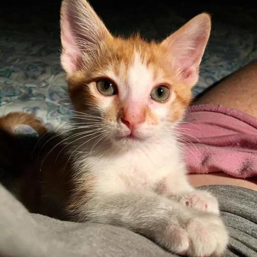 Adopt a friend: Finnegan