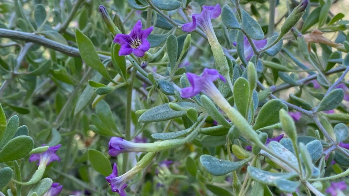 10 low-maintenance shrubs for Tucson