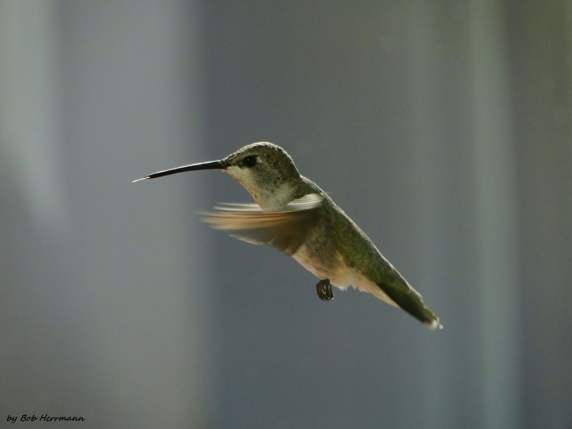 Hummingbird Banning/San Pedro House