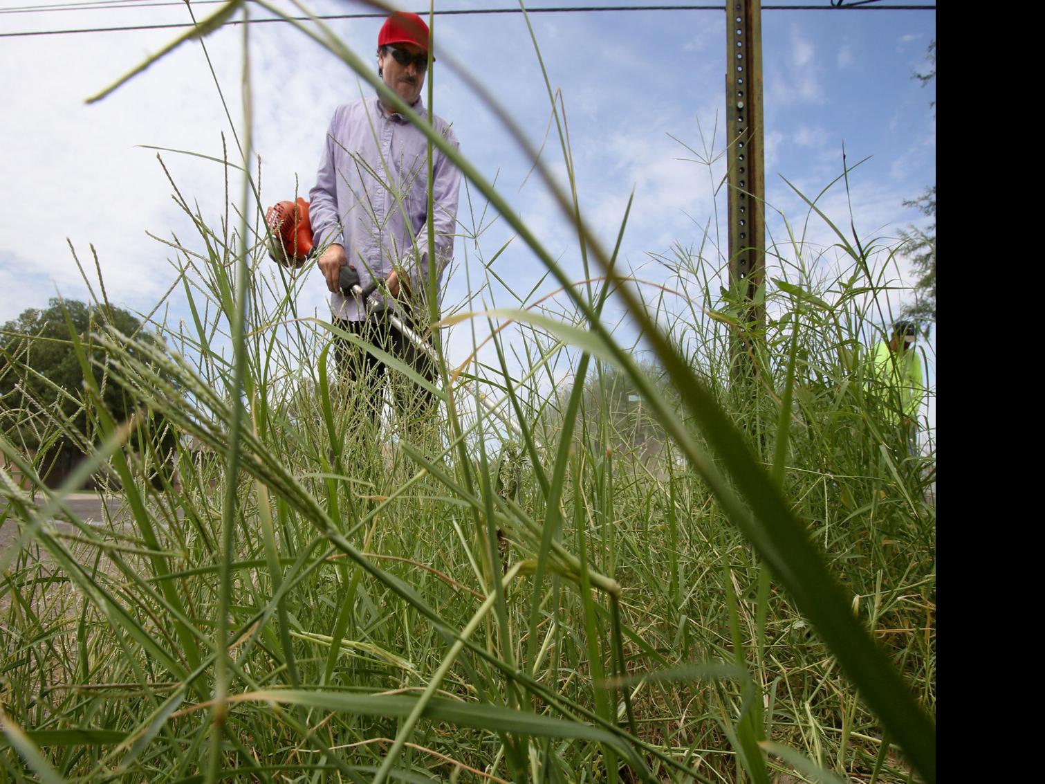Weeding Can Be Easy With A Few Simple Strategies Tucson Com