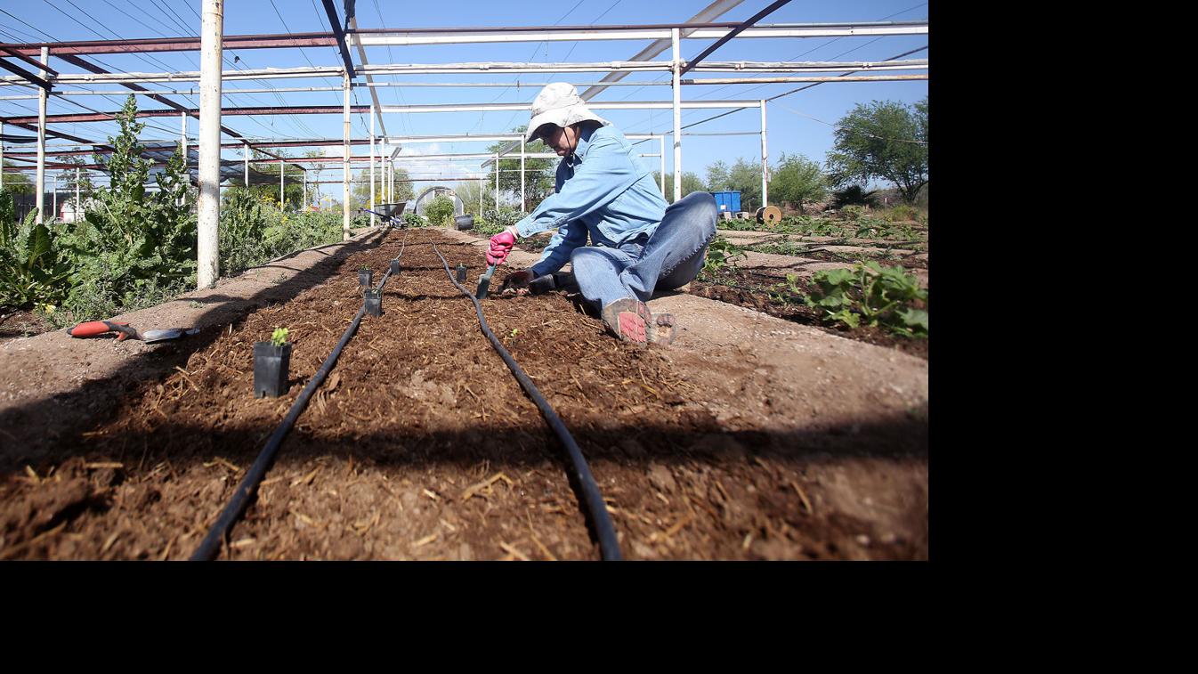 This Tucson farm grows produce to give to organizations fighting food