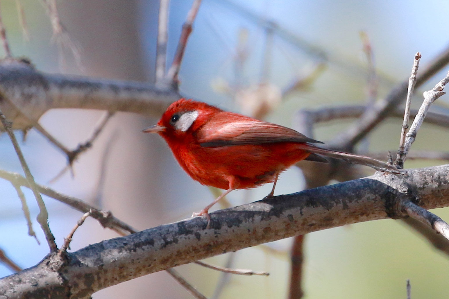 Gorgeous Mexican warbler makes U.S. debut on Mount Lemmon
