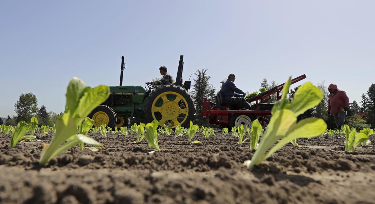 Lettuce Outbreak Businesses
