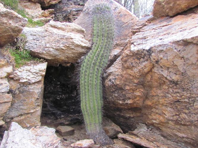 Saguaro finds its niche