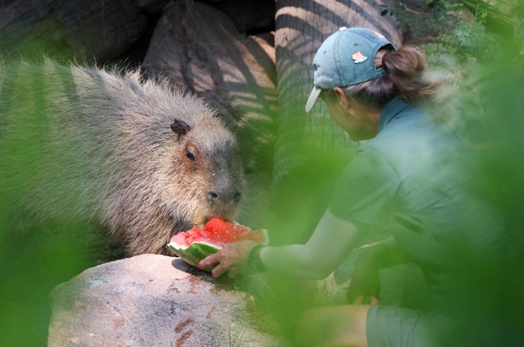 Watermelon Wednesday wildly popular at Tucson's zoo