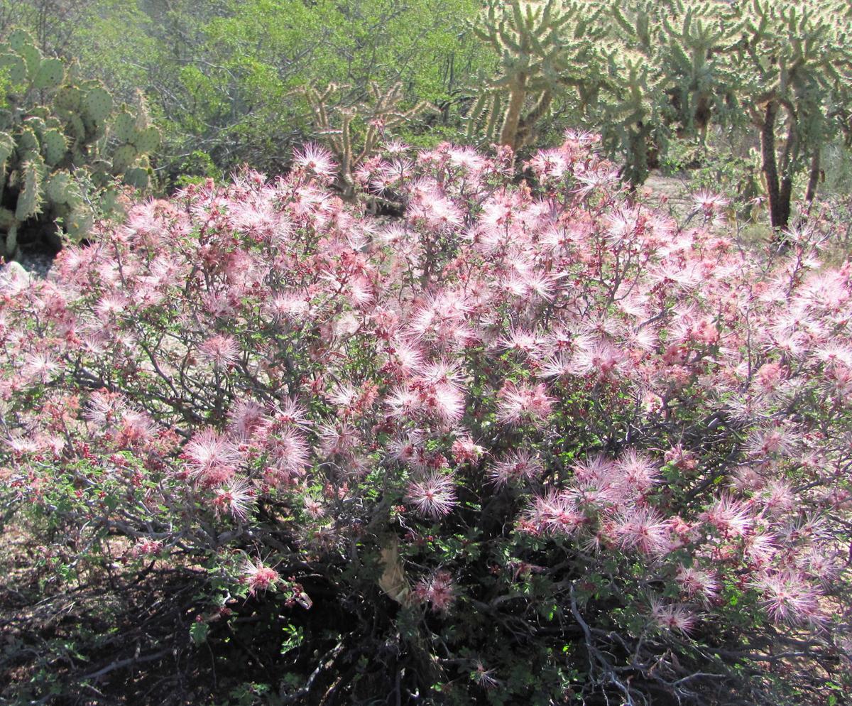 Fairy duster shrub in bloom (copy)