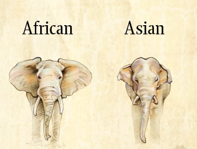 Elephant, Species