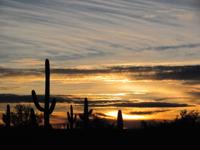 Saguaro National Park