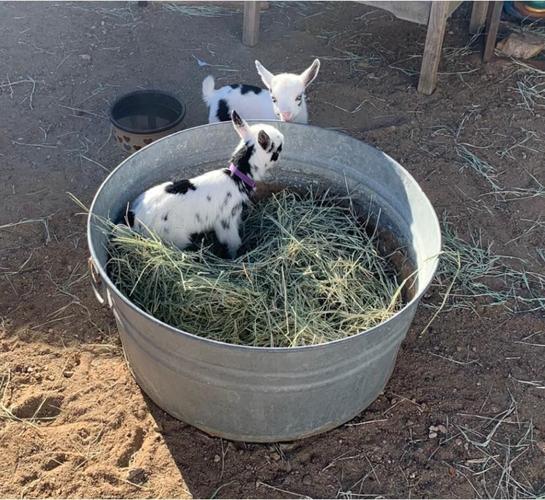 HoofsnHorns Farm Sanctuary