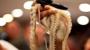 Octopus Head Controversy Has Health Political Tentacles Food Cooking Tucson Com