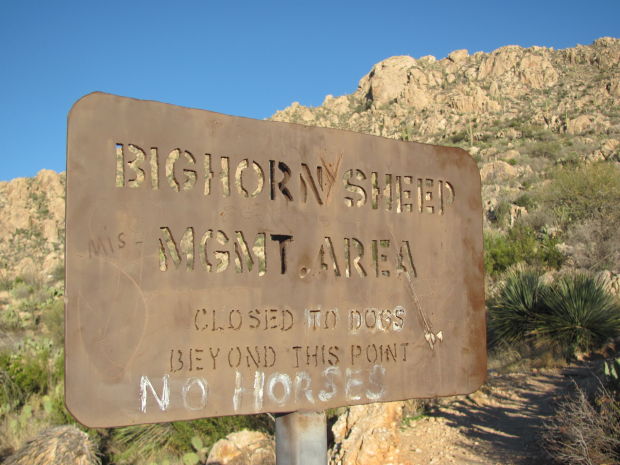 Bighorn sign