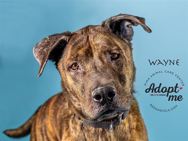 Adopt a friend: Wayne
