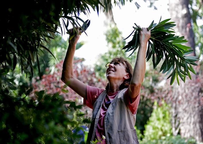 Pruning at Tucson Botanical Gardens