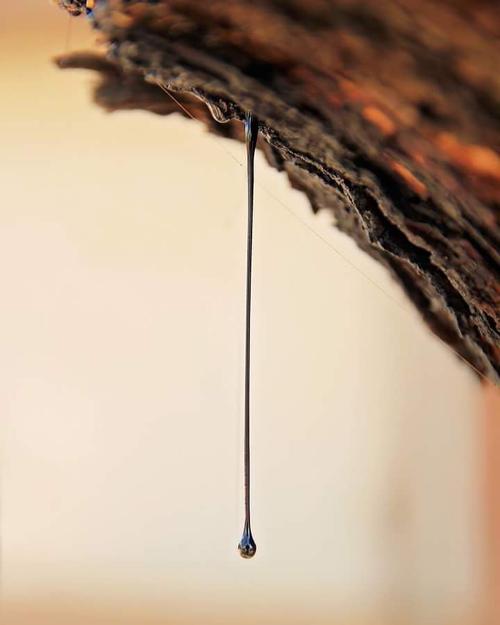 Mesquite Tree Sap