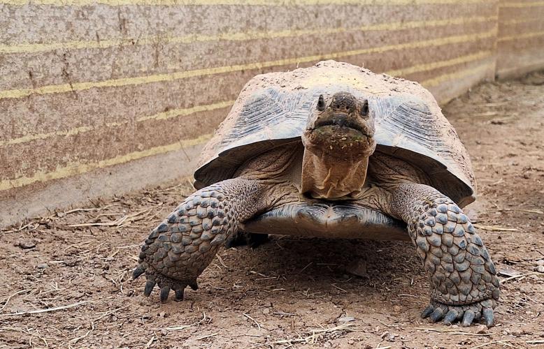 Sonoran desert tortoise Gigi