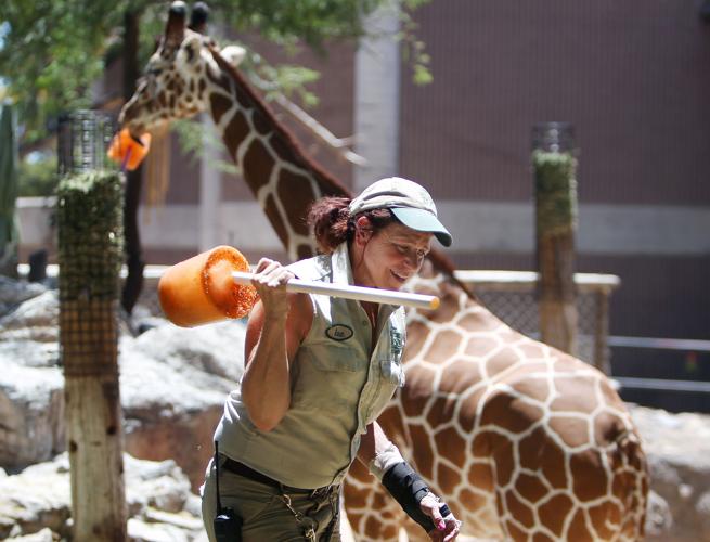 Reid Park Zoo giraffe