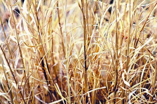 Desert curse: buffelgrass  