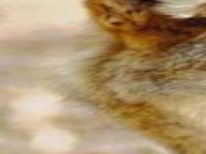 Wild Dogs Of Desert Most Intelligent Foothills Tucson Com