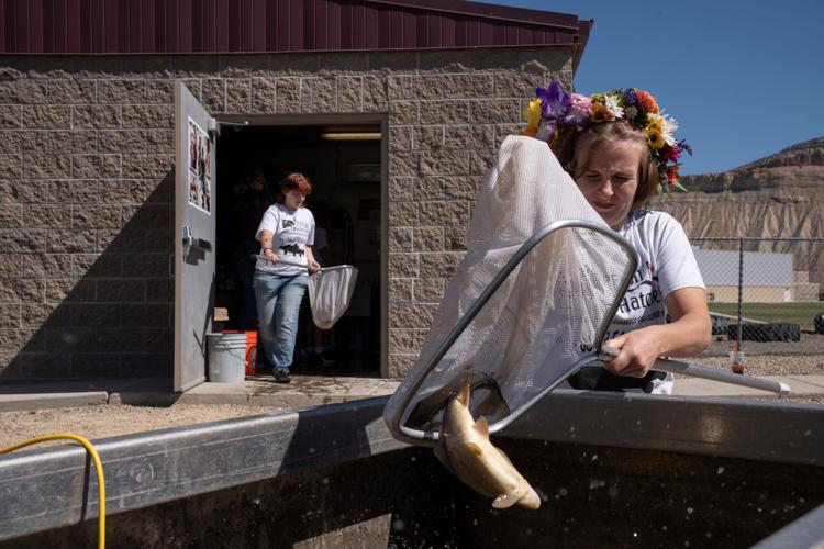 Can fish survive West's megadrought?