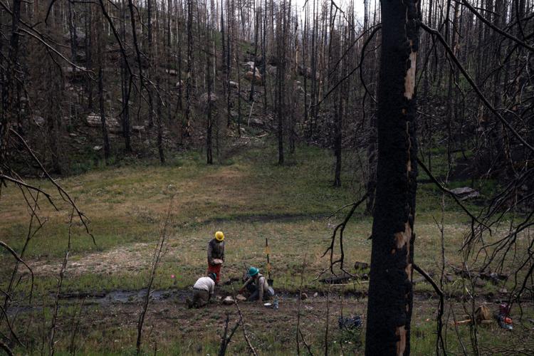The race is on to restore a spring-fed creek torched by huge Arizona wildfire