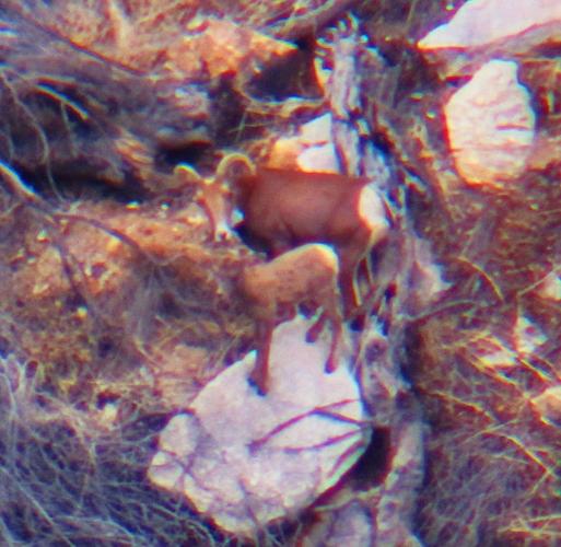 2 bighorn lambs spotted in Tucson's Santa Catalina Mountains