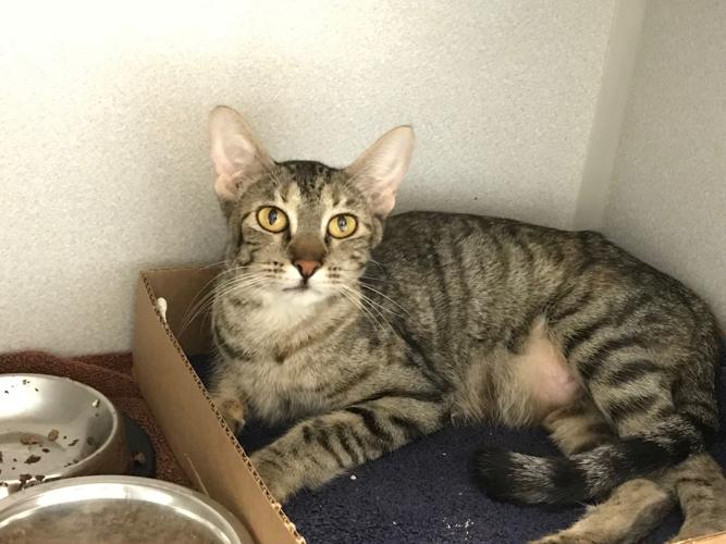 Adopt a friend: Sedona