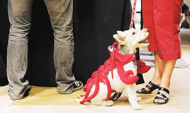 Dogs dress up for a cause  